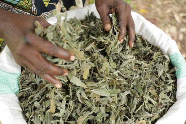 A bag of dried greens